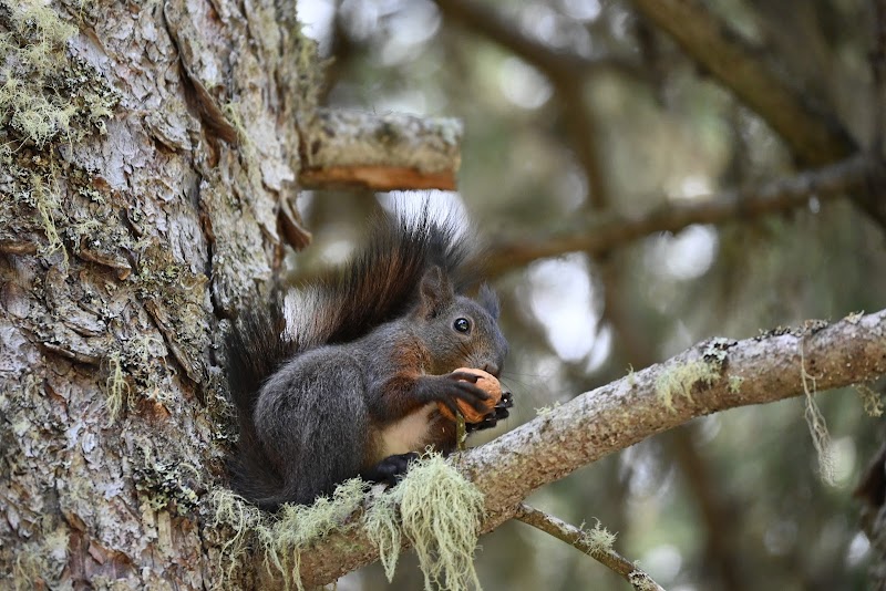 Hiking to the Weisshorn Summit - Arosa - Switzerland - booked ai