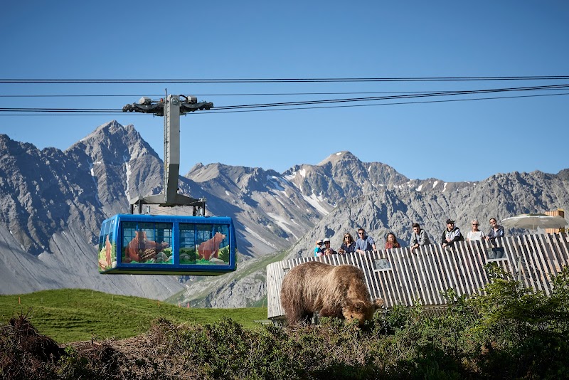 Visiting Arosa Bear Sanctuary - Arosa - Switzerland - booked ai