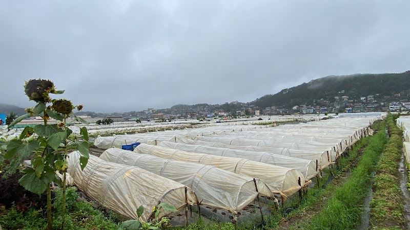 Explore La Trinidad Strawberry Farm - La Trinidad - Philippines - booked ai