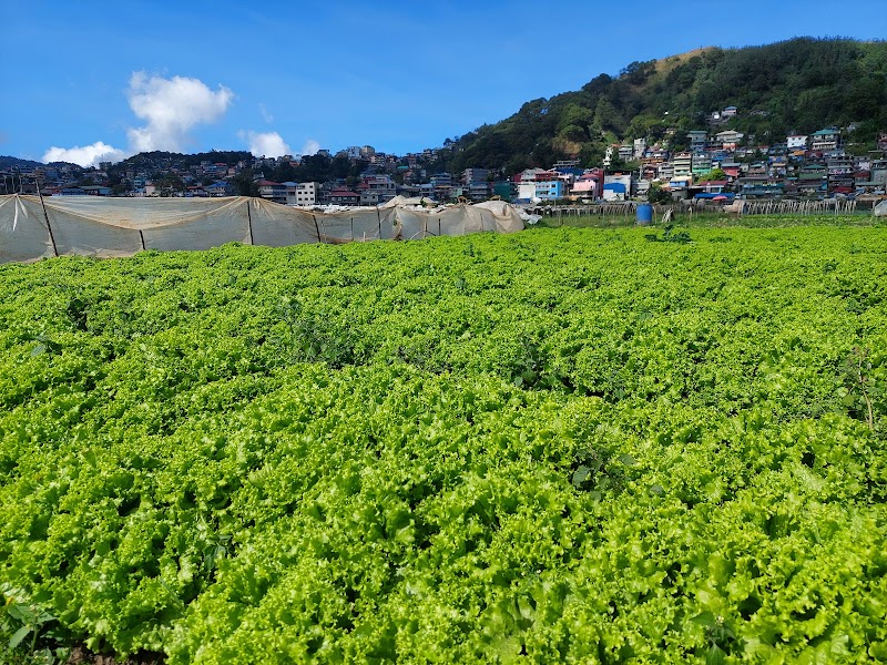 Explore La Trinidad Strawberry Farm - La Trinidad - Philippines - booked ai