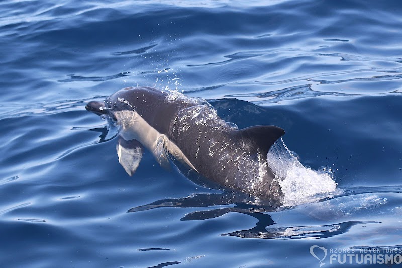 Whale Watching Tour - Ponta Delgada - Portugal - booked ai