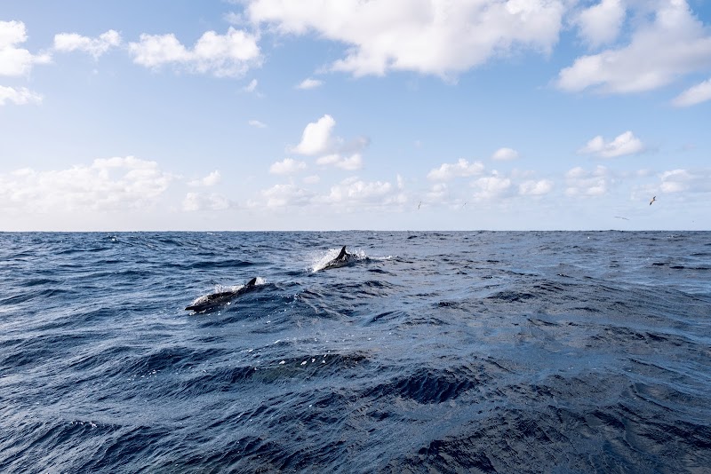 Whale Watching Tour - Ponta Delgada - Portugal - booked ai