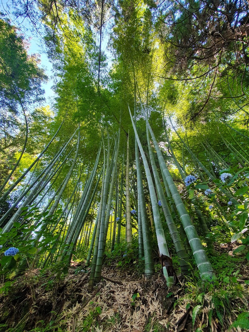Explore the Batumi Botanical Garden - Batumi - Georgia - booked ai