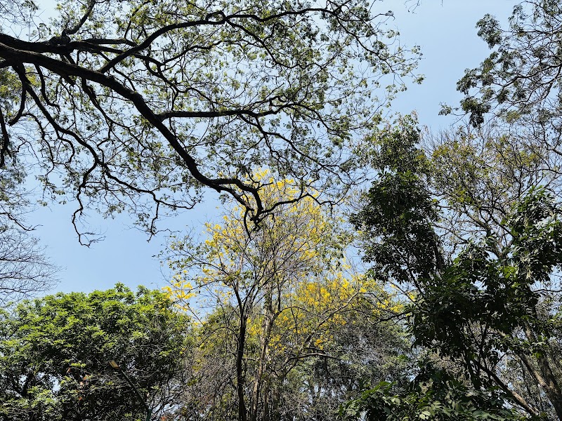 Stroll through Cubbon Park - Bengaluru - India - booked ai