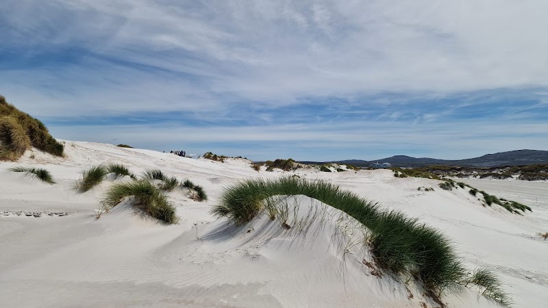 Gentoo Penguin Colony - Stanley - Falkland Islands (Islas Malvinas) - booked ai