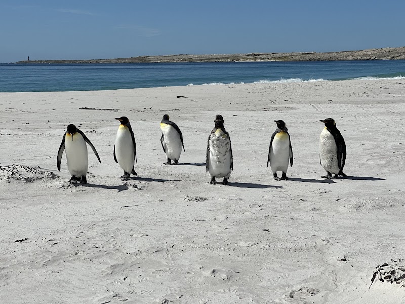 Gentoo Penguin Colony - Stanley - Falkland Islands (Islas Malvinas) - booked ai