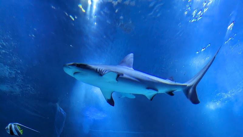 Visiting the Biarritz Aquarium (Musée de la Mer) - Biarritz - France - booked ai