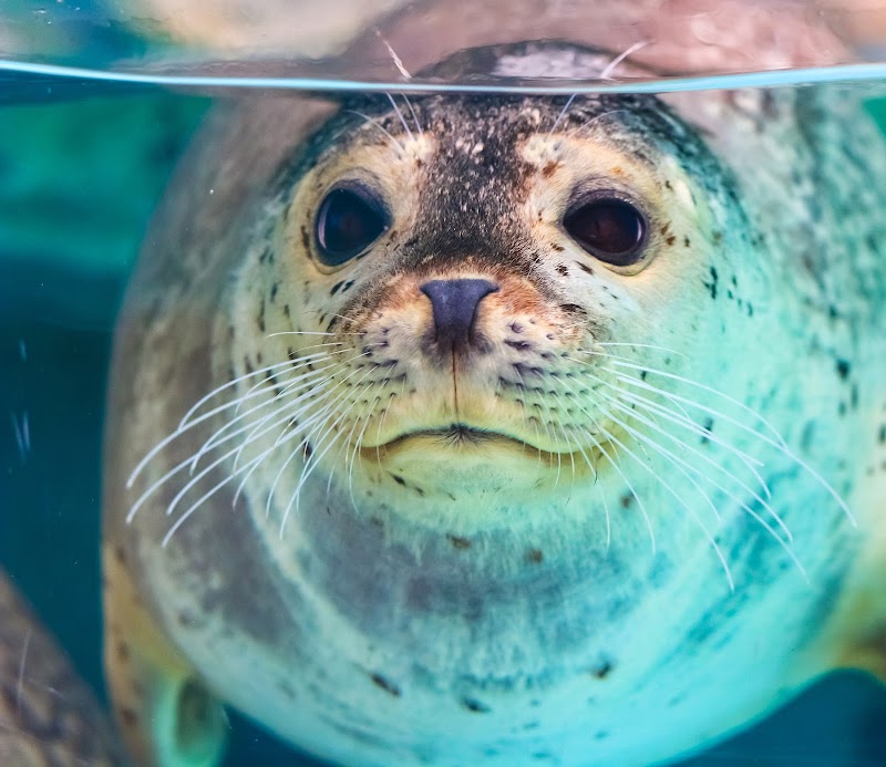 Visiting the Biarritz Aquarium (Musée de la Mer) - Biarritz - France - booked ai