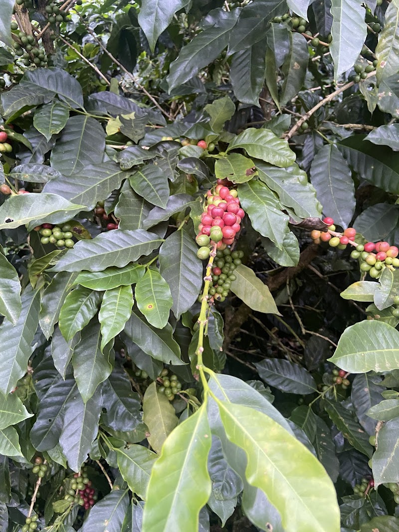 Visiting a Coffee Plantation Tour - Palmira - Panama - booked ai