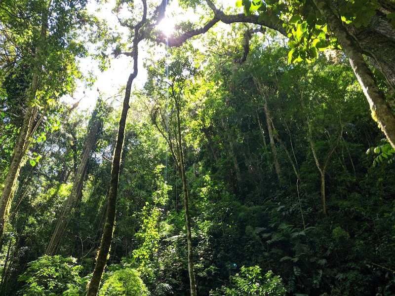 Exploring the Cloud Forest on the Pipeline Trail - Los Naranjos - Panama - booked ai