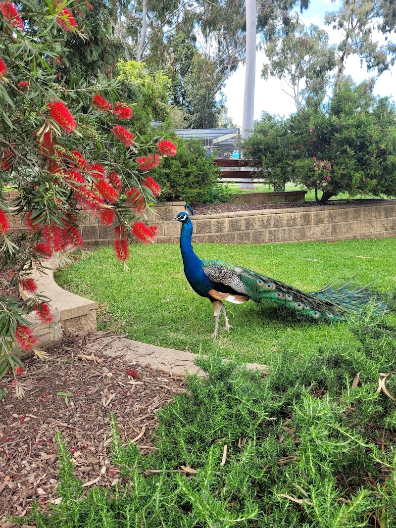 City of Wagga Wagga Botanic Gardens - Turvey Park - Australia - booked ai