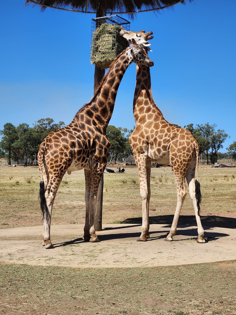 Exploring Taronga Western Plains Zoo - Dubbo - Australia - booked ai