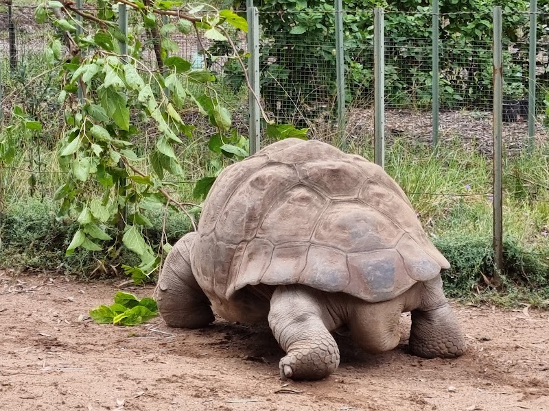 Exploring Taronga Western Plains Zoo - Dubbo - Australia - booked ai