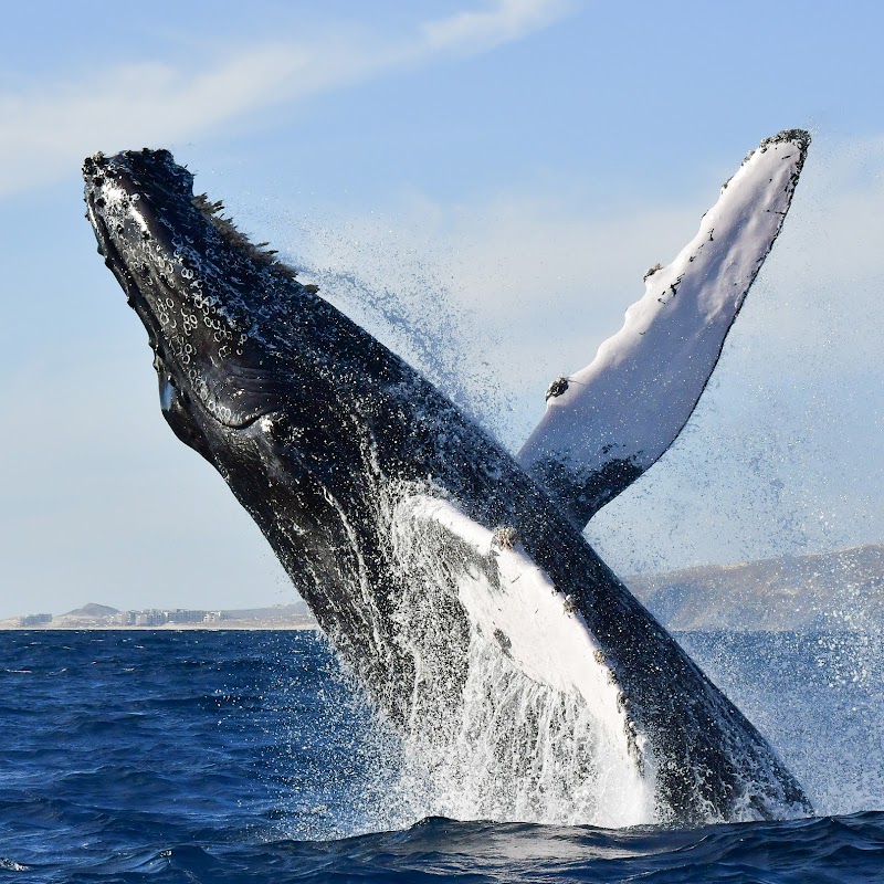 Whale Watching Tour (seasonal) - Cabo San Lucas - Mexico - booked ai