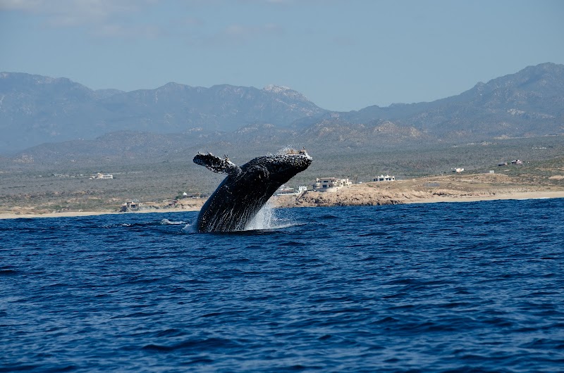 Whale Watching Tour (seasonal) - Cabo San Lucas - Mexico - booked ai