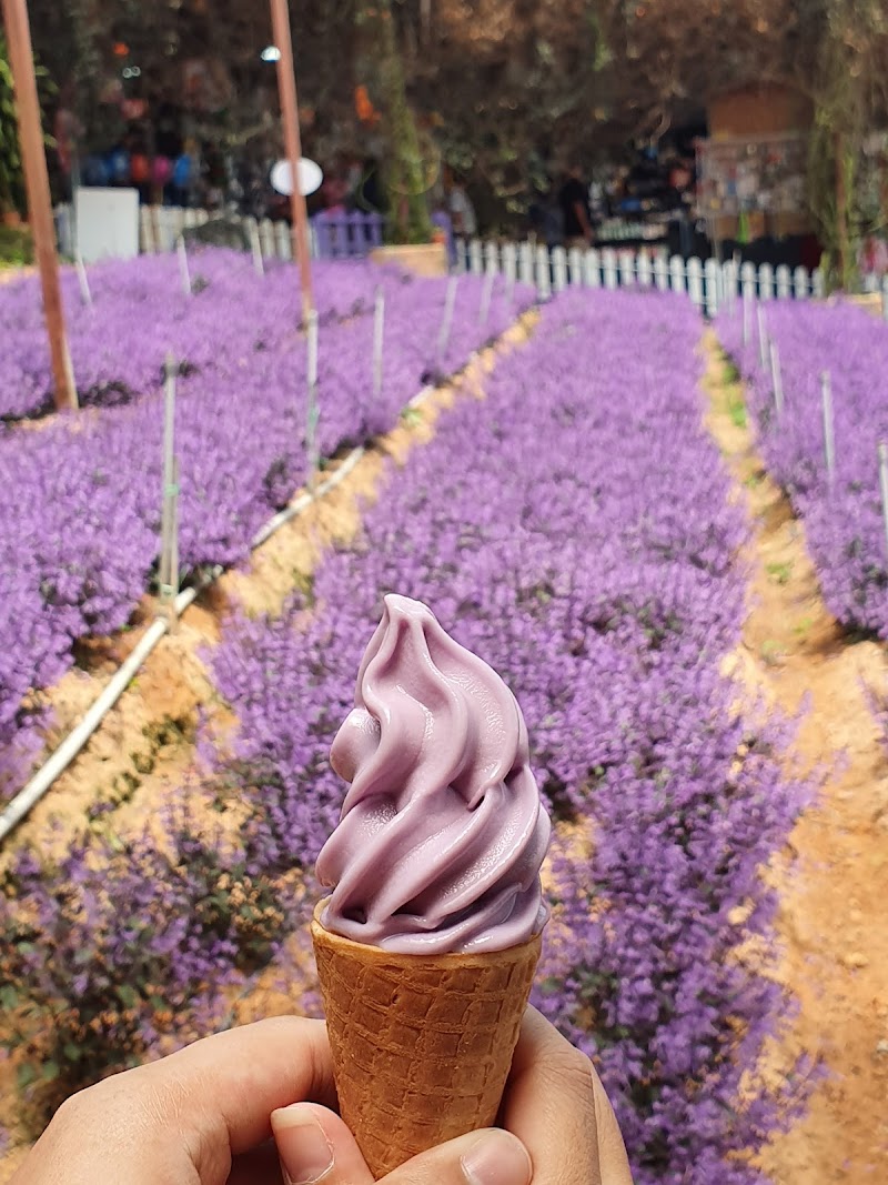 Stroll through the Cameron Lavender Garden - Tanah Rata - Malaysia - booked ai