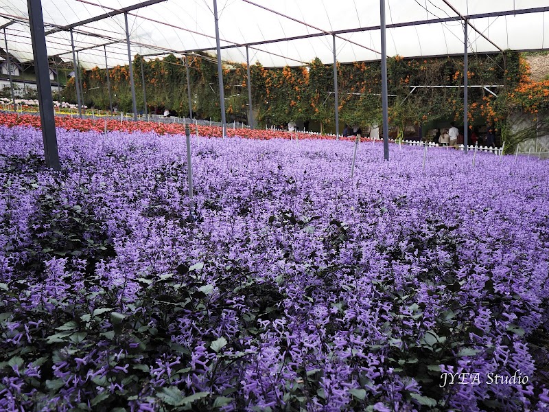 Stroll through the Cameron Lavender Garden - Tanah Rata - Malaysia - booked ai