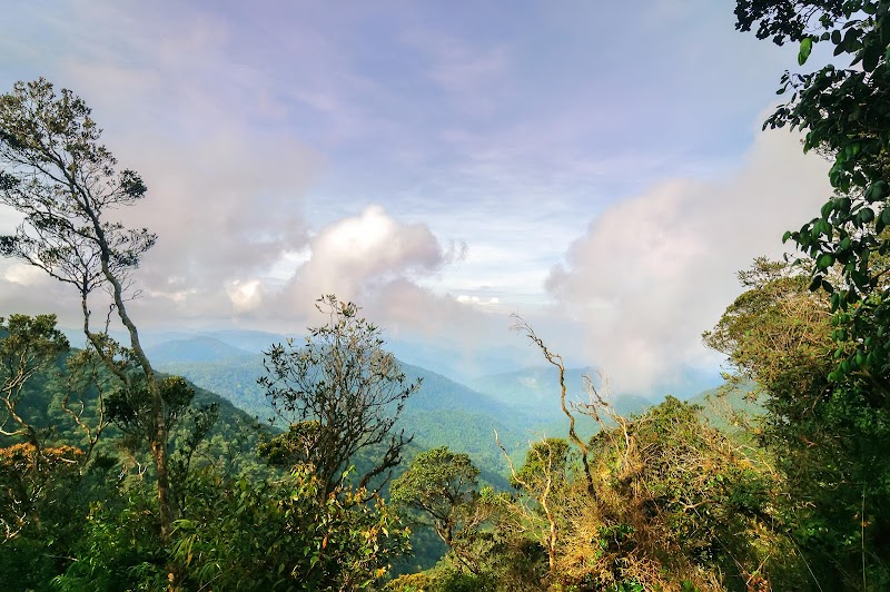 Explore the Mossy Forest - Brinchang - Malaysia - booked ai