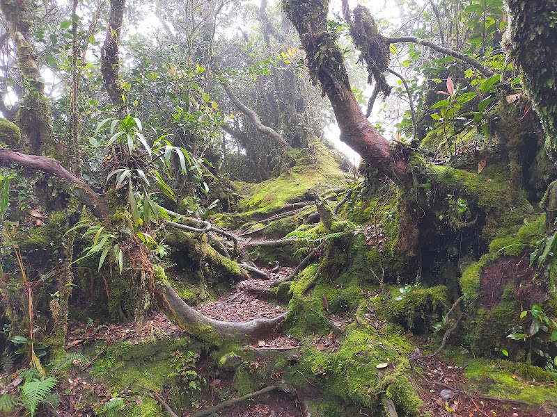 Explore the Mossy Forest - Brinchang - Malaysia - booked ai
