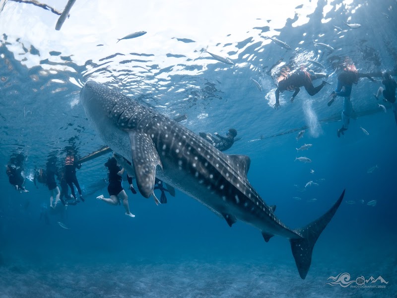 Swim with Whale Sharks in Oslob - Oslob - Philippines - booked ai