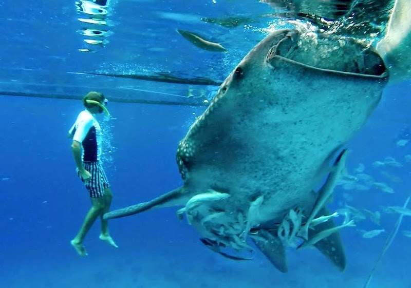 Swim with Whale Sharks in Oslob - Oslob - Philippines - booked ai