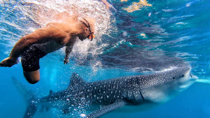 Swim with Whale Sharks in Oslob - Oslob - Philippines - booked ai