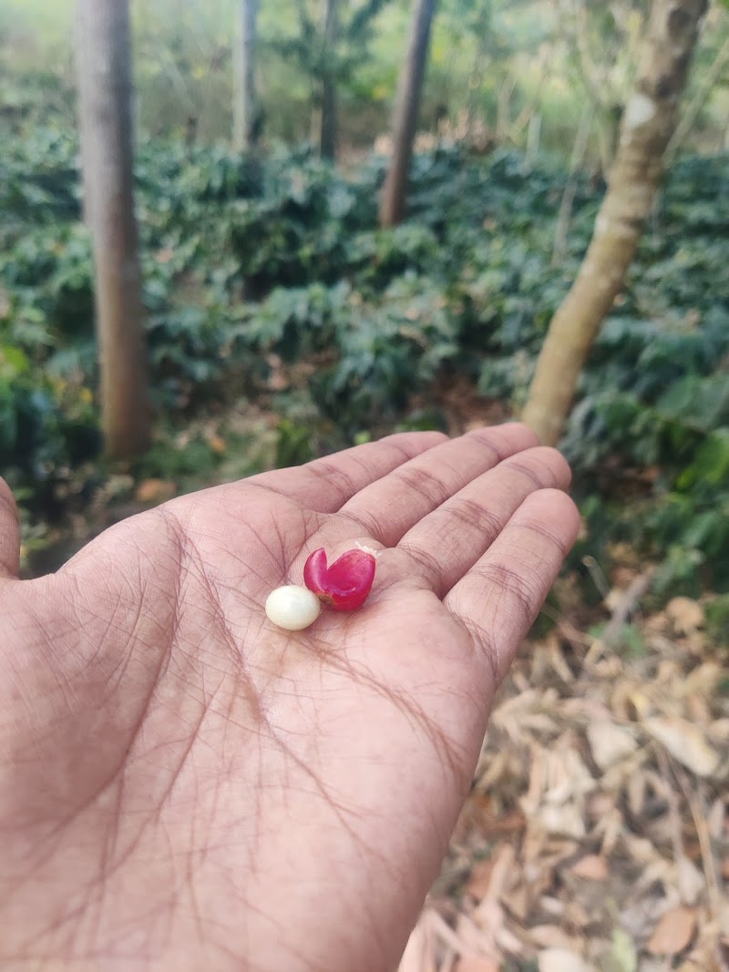 Explore Coffee Plantations - Chikkamagaluru - India - booked ai