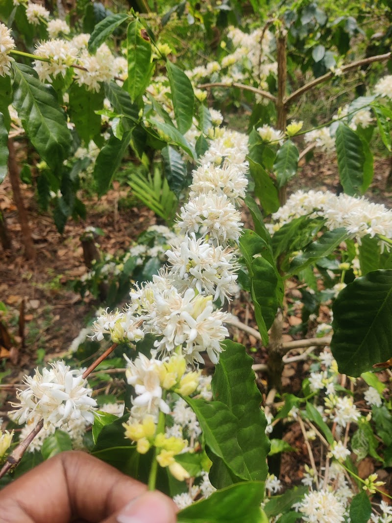 Explore Coffee Plantations - Chikkamagaluru - India - booked ai