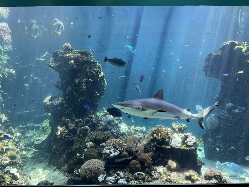 Lagoon Aquarium - Nouméa - New Caledonia - booked ai