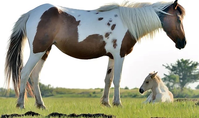 Pony Watching and Boat Tours - Chincoteague - United States - booked ai