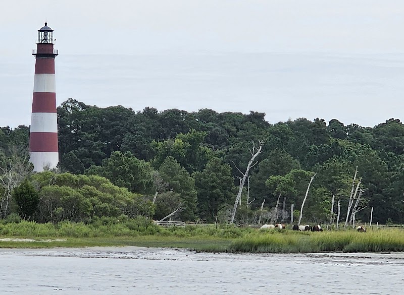 Pony Watching and Boat Tours - Chincoteague - United States - booked ai