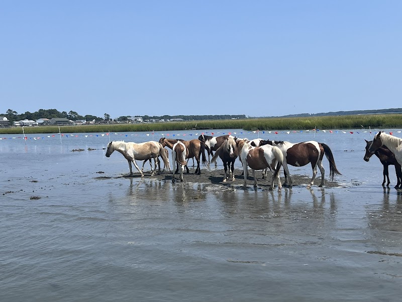 Pony Watching and Boat Tours - Chincoteague - United States - booked ai