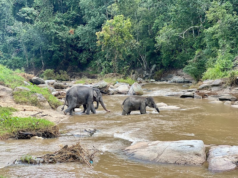 Take an Ethical Elephant Sanctuary Tour - Chiang Mai - Thailand - booked ai
