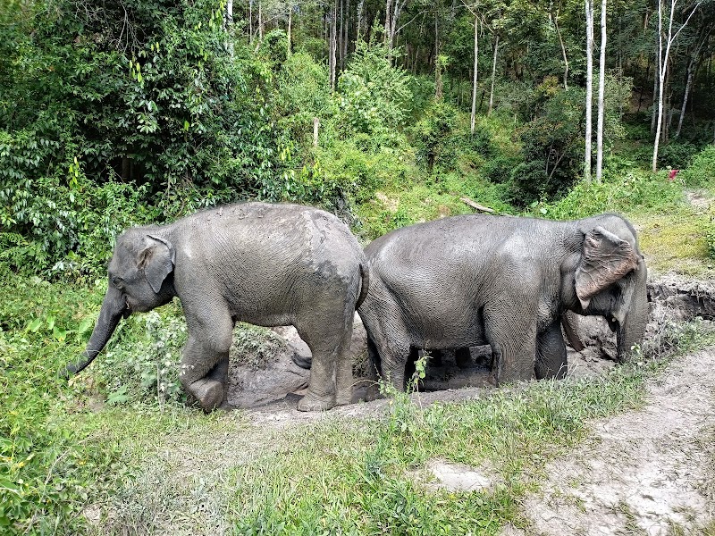 Take an Ethical Elephant Sanctuary Tour - Chiang Mai - Thailand - booked ai