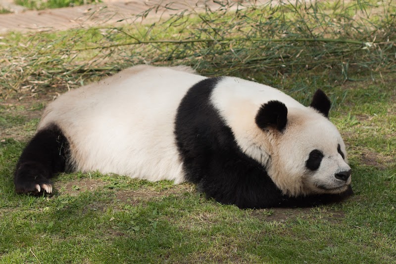 Dalian Forest Zoo - Dalian - China - booked ai