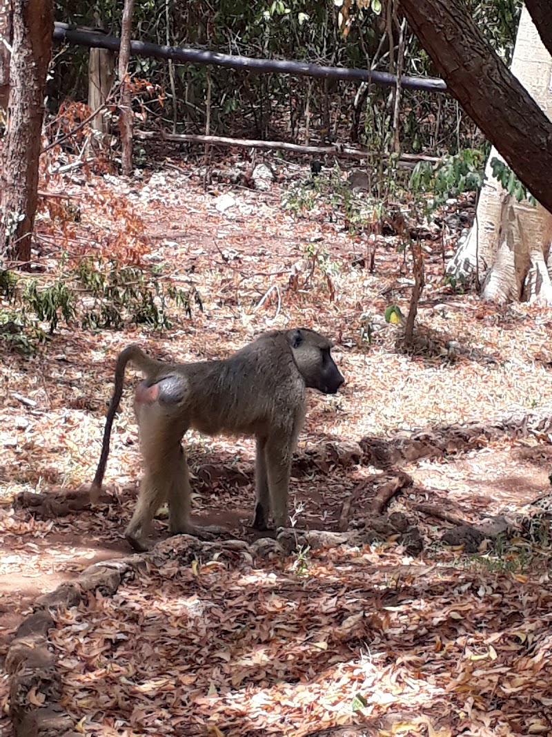 Colobus Monkey Sanctuary Visit - Coast - Kenya - booked ai