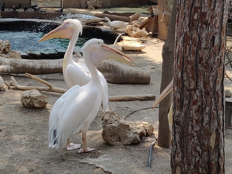 Discovering Wildlife Wonders at Limassol Zoo - Lemesos - Cyprus - booked ai