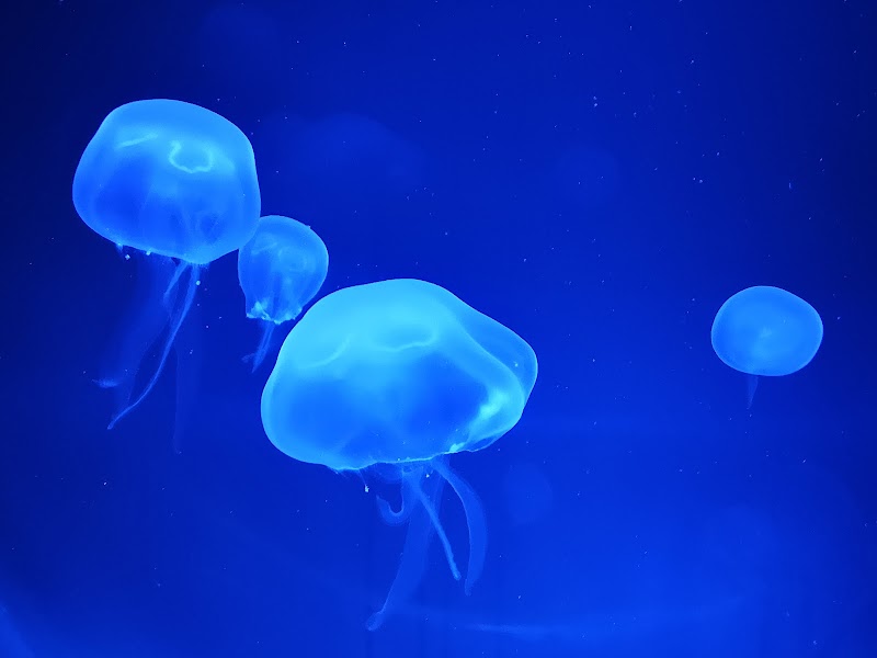 Visit the Dingle Oceanworld Aquarium - Dingle - Ireland - booked ai