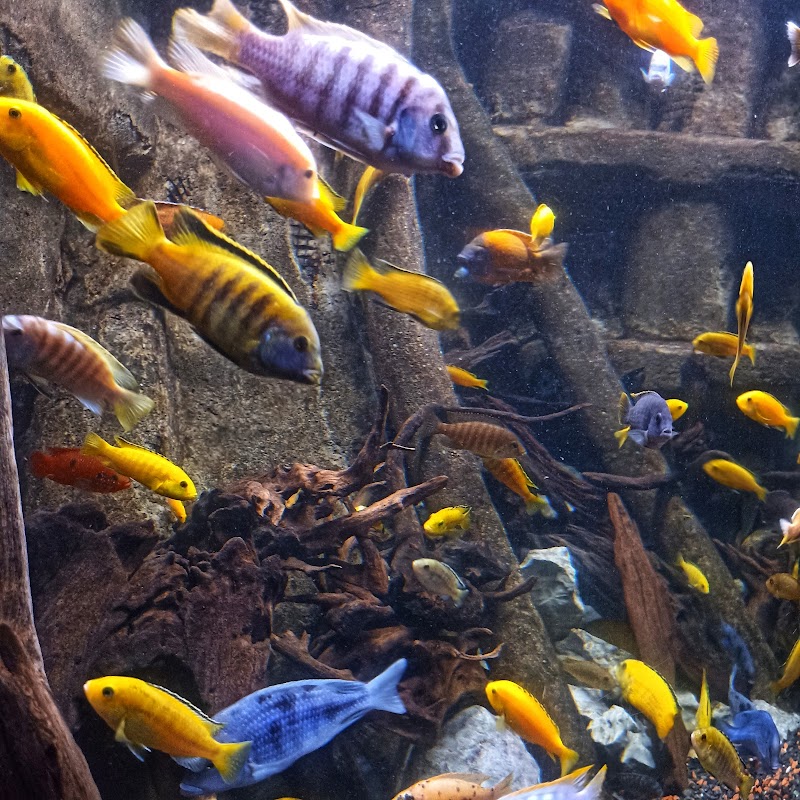 Visit the Dingle Oceanworld Aquarium - Dingle - Ireland - booked ai