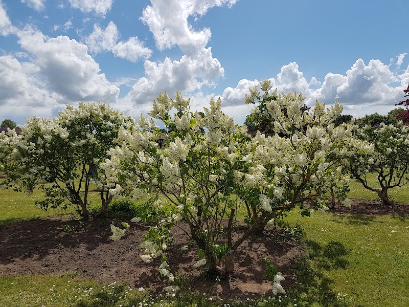 Explore the Lilac Garden (Dobele Lilac Park) - Dobele - Latvia - booked ai
