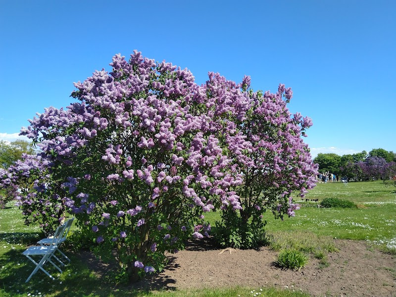 Explore the Lilac Garden (Dobele Lilac Park) - Dobele - Latvia - booked ai