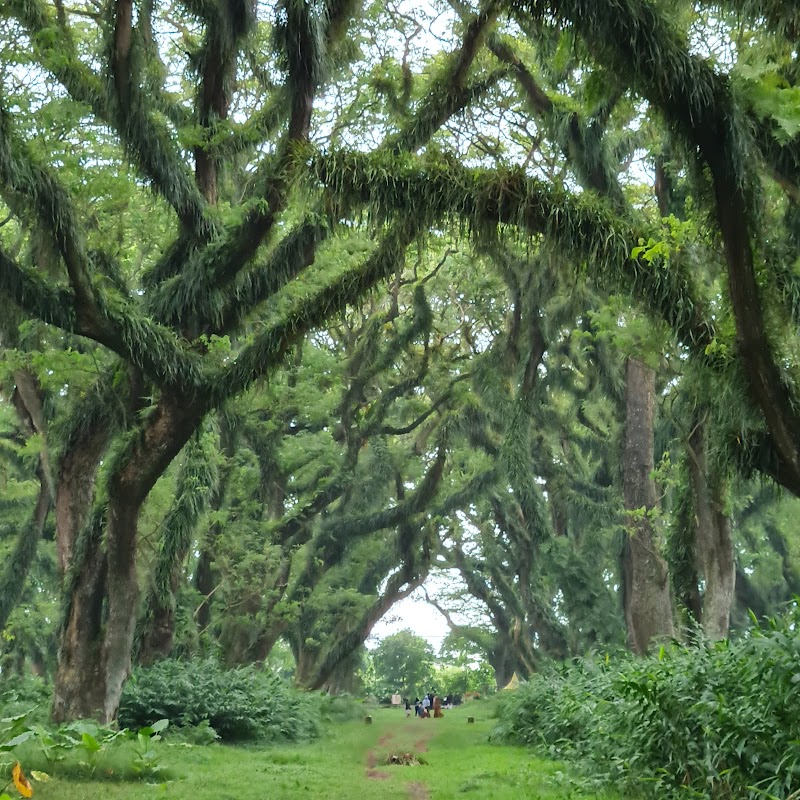 De Djawatan Forest: A Hidden Natural Paradise - Banyuwangi - Indonesia - booked ai