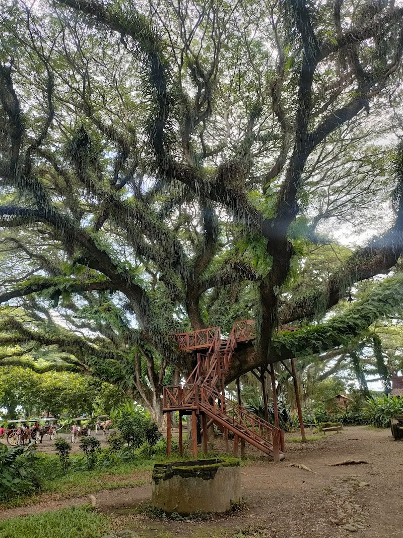 De Djawatan Forest: A Hidden Natural Paradise - Banyuwangi - Indonesia - booked ai