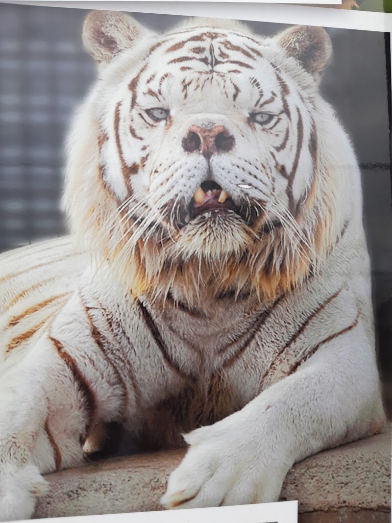 Turpentine Creek Wildlife Refuge - Eureka Springs - United States - booked ai