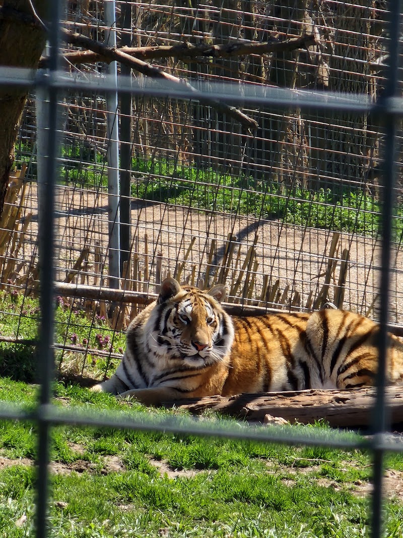 Turpentine Creek Wildlife Refuge - Eureka Springs - United States - booked ai
