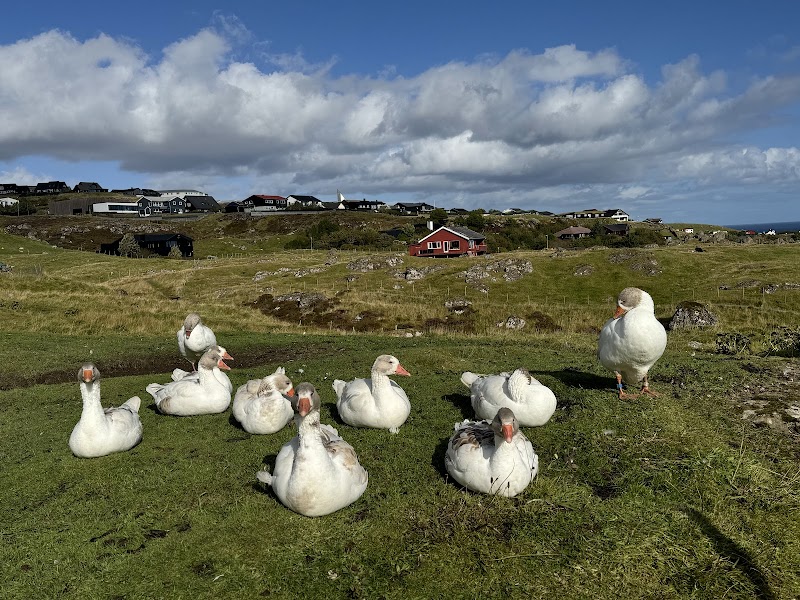 Walk along the old town of Tórshavn (Reyn) - Tórshavn - Faroe Islands - booked ai