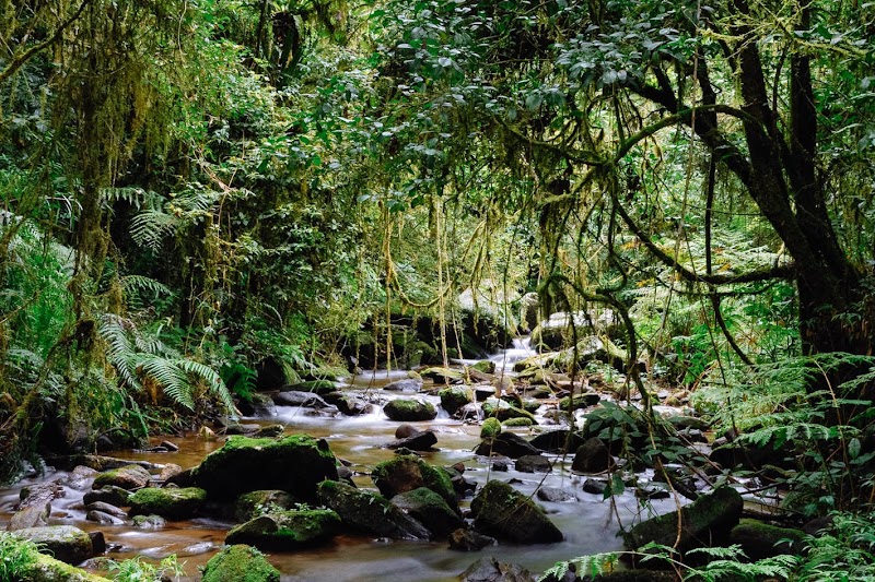 Visit to Ranomafana National Park -  - Madagascar - booked ai