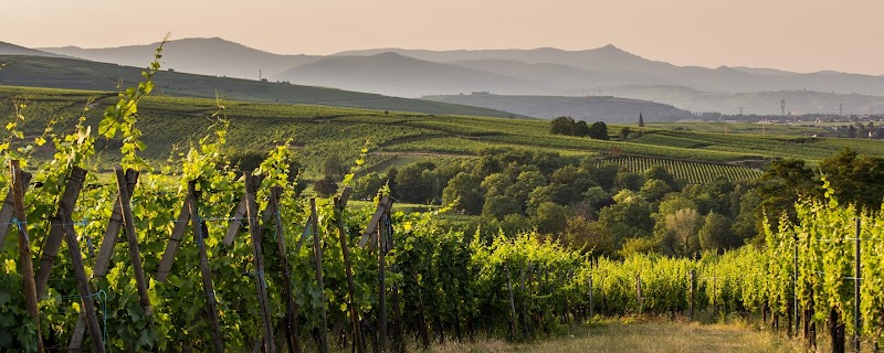 Enjoy Wine Tasting at Local Alsatian Vineyards - Eguisheim - France - booked ai