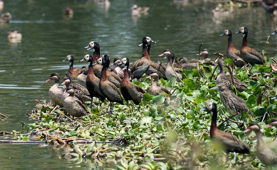 Tsarasaotra Park: A Hidden Gem for Nature Lovers - Antananarivo - Madagascar - booked ai
