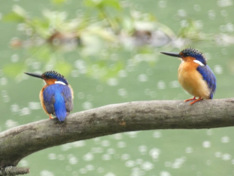 Tsarasaotra Park: A Hidden Gem for Nature Lovers - Antananarivo - Madagascar - booked ai